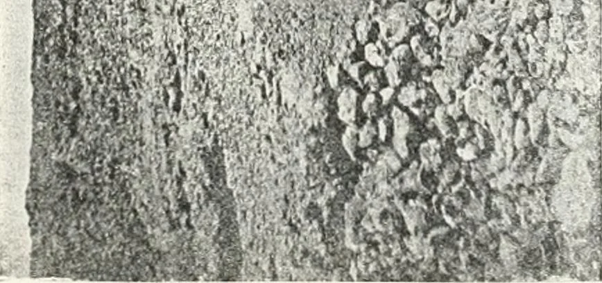 An illustration from The rock tombs of El Amarna, 1903, leaf 130