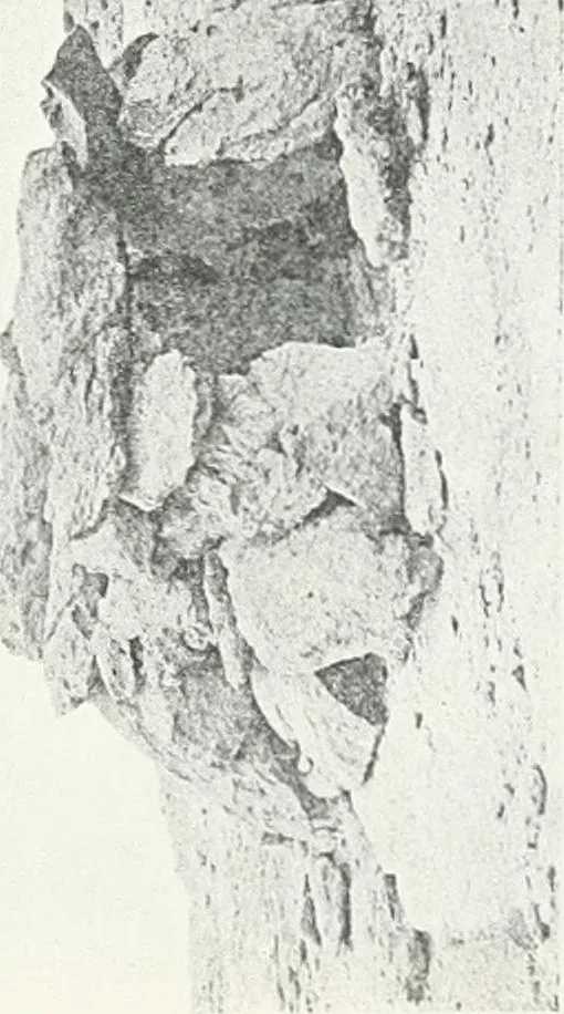 An illustration from The rock tombs of El Amarna, 1903, leaf 130