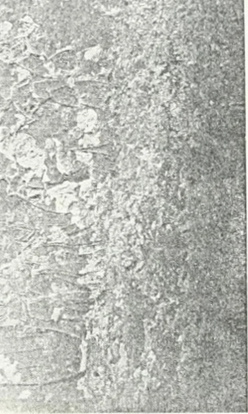 An illustration from The rock tombs of El Amarna, 1903, leaf 188