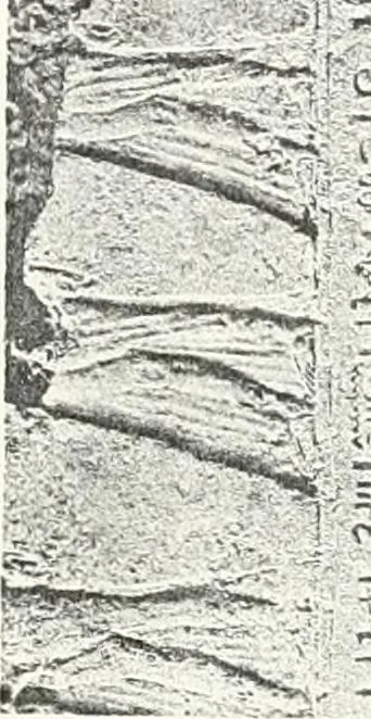 An illustration from The rock tombs of El Amarna, 1903, leaf 140