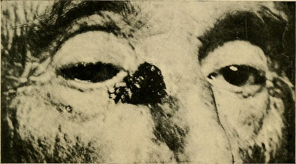 An illustration from The Roentgen rays in medicine and surgery as an aid in diagnosis and as a therapeutic agent : designed for the use of practitioners and students, 1901, leaf 458