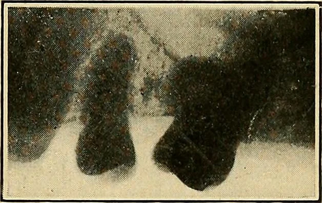 An illustration from The Roentgen rays in medicine and surgery as an aid in diagnosis and as a therapeutic agent : designed for the use of practitioners and students, 1901, leaf 626