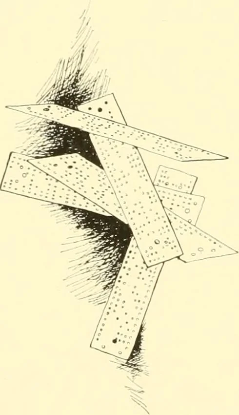 An illustration from The romance of lace, its historical background, its present manufacture, its varieties and uses, 1920, leaf 23