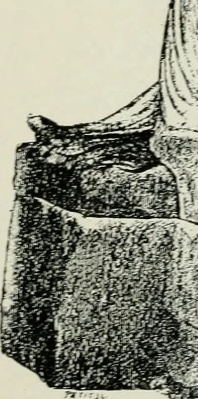 An illustration from Roman cities in Italy and Dalmatia, 1910, leaf 153