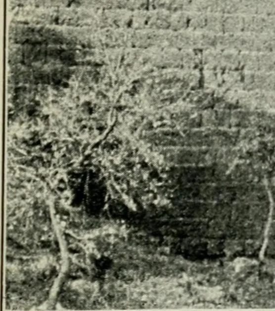 An illustration from Roman cities in Italy and Dalmatia, 1910, leaf 220