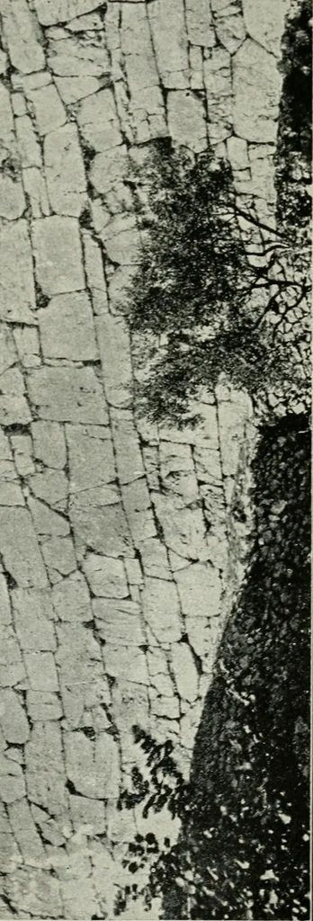 An illustration from Roman cities in Italy and Dalmatia, 1910, leaf 78