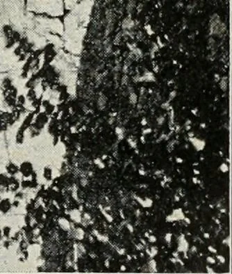 An illustration from Roman cities in Italy and Dalmatia, 1910, leaf 78