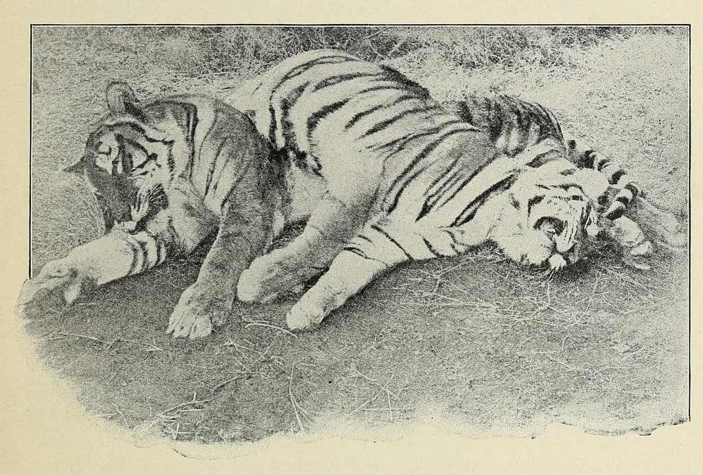 An illustration from Roosevelt in Africa : graphic account of the world's most renowned hunter in the wilds of Africa, his unerring aim and wonderful ability as a hunter, encounters with lions, tigers, elephants and other wild beasts of the jungle : containing also a complete history and study of wild animals of the world, their appearance, habits, traits of character and every detail of their wild life, with thrilling and exciting experiences of hunters of big game in all parts of the globe, including mortal combats between ferocious wild animals, dangerous and daring exploits, and hair-breadth escapes, 1909, leaf 121