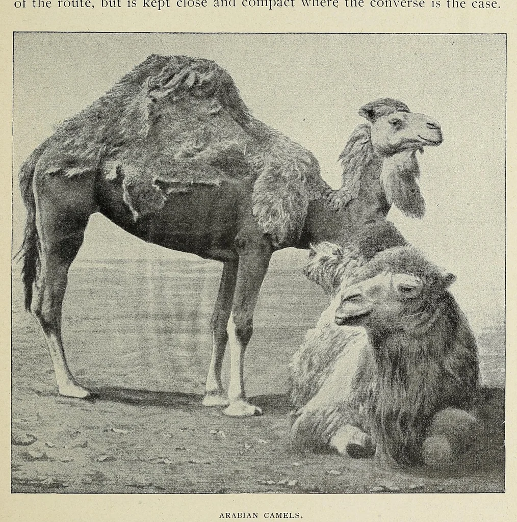 An illustration from Roosevelt in Africa : graphic account of the world's most renowned hunter in the wilds of Africa, his unerring aim and wonderful ability as a hunter, encounters with lions, tigers, elephants and other wild beasts of the jungle : containing also a complete history and study of wild animals of the world, their appearance, habits, traits of character and every detail of their wild life, with thrilling and exciting experiences of hunters of big game in all parts of the globe, including mortal combats between ferocious wild animals, dangerous and daring exploits, and hair-breadth escapes, 1909, leaf 149