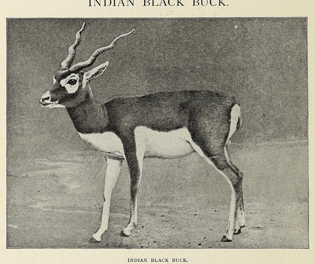 An illustration from Roosevelt in Africa : graphic account of the world's most renowned hunter in the wilds of Africa, his unerring aim and wonderful ability as a hunter, encounters with lions, tigers, elephants and other wild beasts of the jungle : containing also a complete history and study of wild animals of the world, their appearance, habits, traits of character and every detail of their wild life, with thrilling and exciting experiences of hunters of big game in all parts of the globe, including mortal combats between ferocious wild animals, dangerous and daring exploits, and hair-breadth escapes, 1909, leaf 288