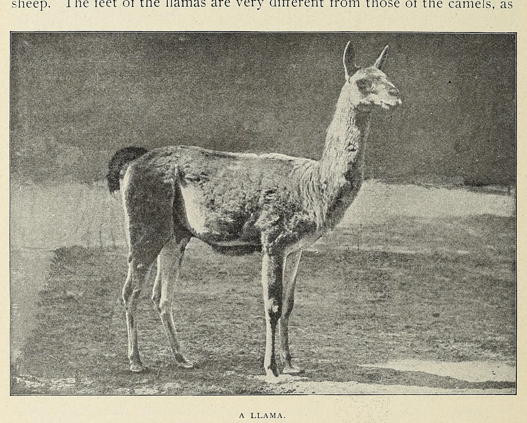 An illustration from Roosevelt in Africa : graphic account of the world's most renowned hunter in the wilds of Africa, his unerring aim and wonderful ability as a hunter, encounters with lions, tigers, elephants and other wild beasts of the jungle : containing also a complete history and study of wild animals of the world, their appearance, habits, traits of character and every detail of their wild life, with thrilling and exciting experiences of hunters of big game in all parts of the globe, including mortal combats between ferocious wild animals, dangerous and daring exploits, and hair-breadth escapes, 1909, leaf 374