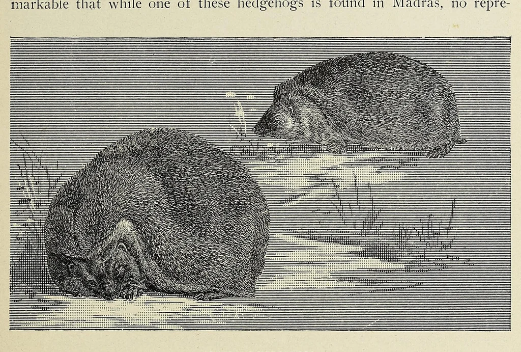 An illustration from Roosevelt in Africa : graphic account of the world's most renowned hunter in the wilds of Africa, his unerring aim and wonderful ability as a hunter, encounters with lions, tigers, elephants and other wild beasts of the jungle : containing also a complete history and study of wild animals of the world, their appearance, habits, traits of character and every detail of their wild life, with thrilling and exciting experiences of hunters of big game in all parts of the globe, including mortal combats between ferocious wild animals, dangerous and daring exploits, and hair-breadth escapes, 1909, leaf 401