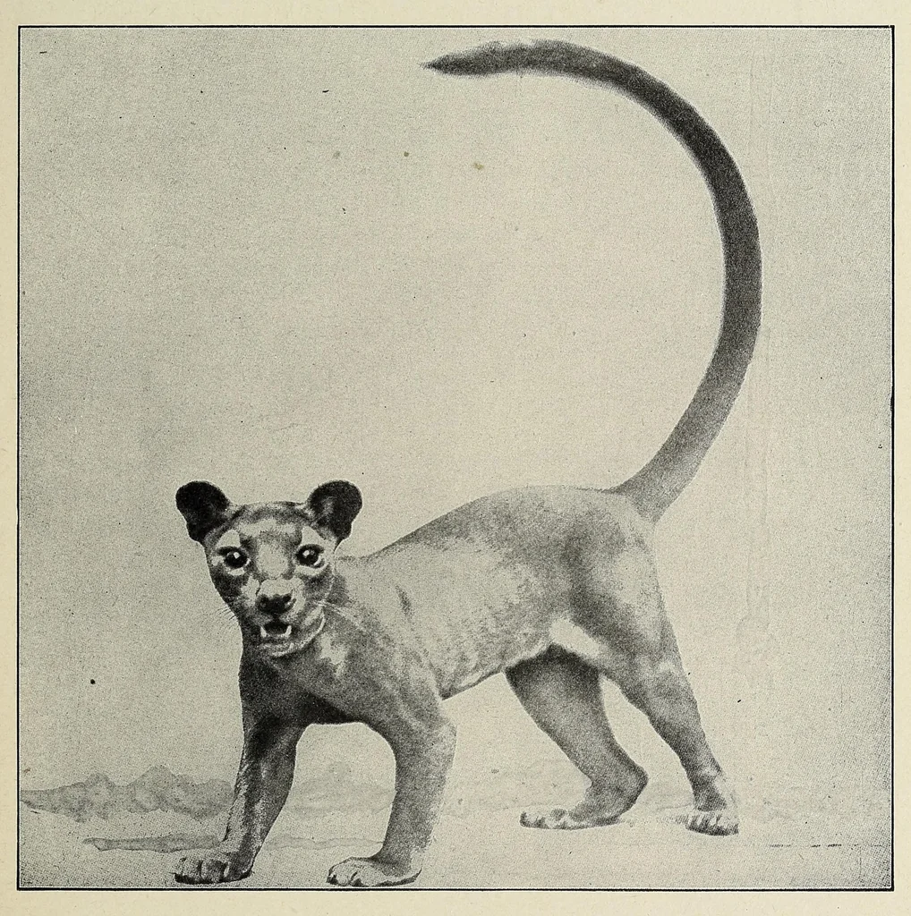 An illustration from Roosevelt in Africa : graphic account of the world's most renowned hunter in the wilds of Africa, his unerring aim and wonderful ability as a hunter, encounters with lions, tigers, elephants and other wild beasts of the jungle : containing also a complete history and study of wild animals of the world, their appearance, habits, traits of character and every detail of their wild life, with thrilling and exciting experiences of hunters of big game in all parts of the globe, including mortal combats between ferocious wild animals, dangerous and daring exploits, and hair-breadth escapes, 1909, leaf 427