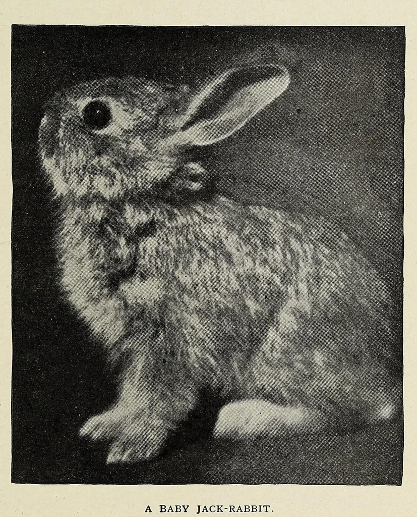 An illustration from Roosevelt in Africa : graphic account of the world's most renowned hunter in the wilds of Africa, his unerring aim and wonderful ability as a hunter, encounters with lions, tigers, elephants and other wild beasts of the jungle : containing also a complete history and study of wild animals of the world, their appearance, habits, traits of character and every detail of their wild life, with thrilling and exciting experiences of hunters of big game in all parts of the globe, including mortal combats between ferocious wild animals, dangerous and daring exploits, and hair-breadth escapes, 1909, leaf 457