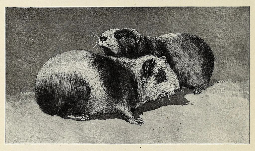 An illustration from Roosevelt in Africa : graphic account of the world's most renowned hunter in the wilds of Africa, his unerring aim and wonderful ability as a hunter, encounters with lions, tigers, elephants and other wild beasts of the jungle : containing also a complete history and study of wild animals of the world, their appearance, habits, traits of character and every detail of their wild life, with thrilling and exciting experiences of hunters of big game in all parts of the globe, including mortal combats between ferocious wild animals, dangerous and daring exploits, and hair-breadth escapes, 1909, leaf 486