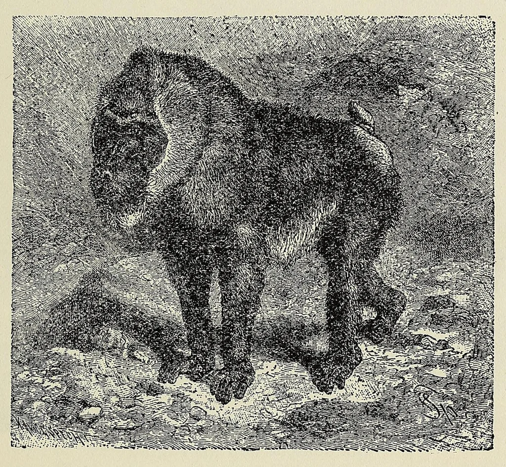An illustration from Roosevelt's African trip : the story of his life, the voyage from New York to Mombasa, and the route through the heart of Africa, including the big game and other ferocious animals, strange peoples and countries found in the course of his travels, 1909, leaf 277