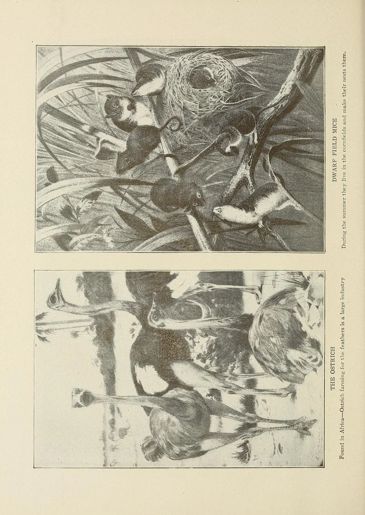 An illustration from Roosevelt's African trip : the story of his life, the voyage from New York to Mombasa, and the route through the heart of Africa : including the big game and other ferocious animals, strange peoples and countries found in the course of this travels, 1909, leaf 58