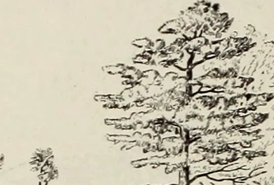 An illustration from Rosicrucian fundamentals : an exposition of the Rosicrucian synthesis of religion, science and philosophy, in fourteen complete instructions, 1920, leaf 255
