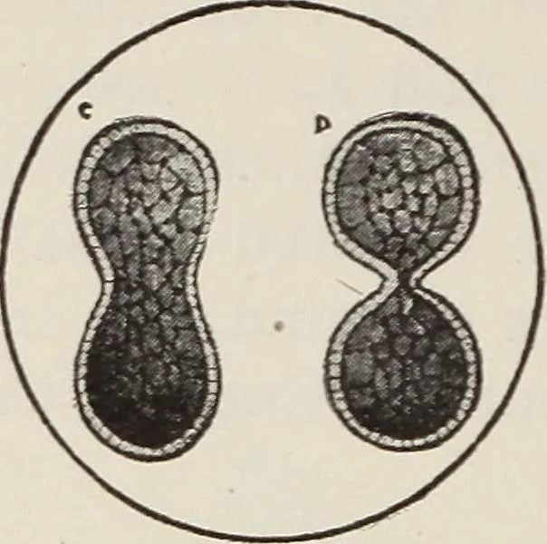 An illustration from Rosicrucian fundamentals : an exposition of the Rosicrucian synthesis of religion, science and philosophy, in fourteen complete instructions, 1920, leaf 257