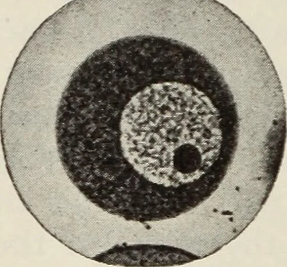 An illustration from Rosicrucian fundamentals : an exposition of the Rosicrucian synthesis of religion, science and philosophy, in fourteen complete instructions, 1920, leaf 257