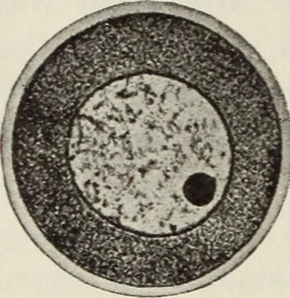 An illustration from Rosicrucian fundamentals : an exposition of the Rosicrucian synthesis of religion, science and philosophy, in fourteen complete instructions, 1920, leaf 257