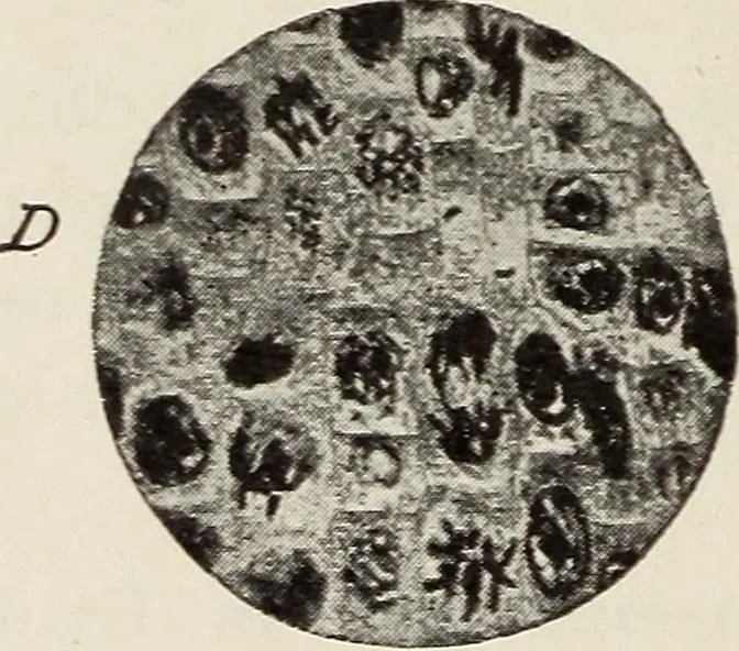 An illustration from Rosicrucian fundamentals : an exposition of the Rosicrucian synthesis of religion, science and philosophy, in fourteen complete instructions, 1920, leaf 257