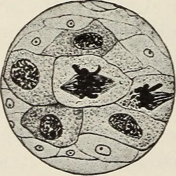An illustration from Rosicrucian fundamentals : an exposition of the Rosicrucian synthesis of religion, science and philosophy, in fourteen complete instructions, 1920, leaf 257