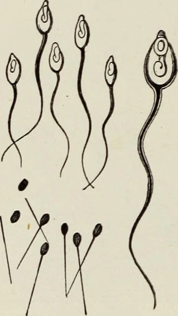 An illustration from Rosicrucian fundamentals : an exposition of the Rosicrucian synthesis of religion, science and philosophy, in fourteen complete instructions, 1920, leaf 297