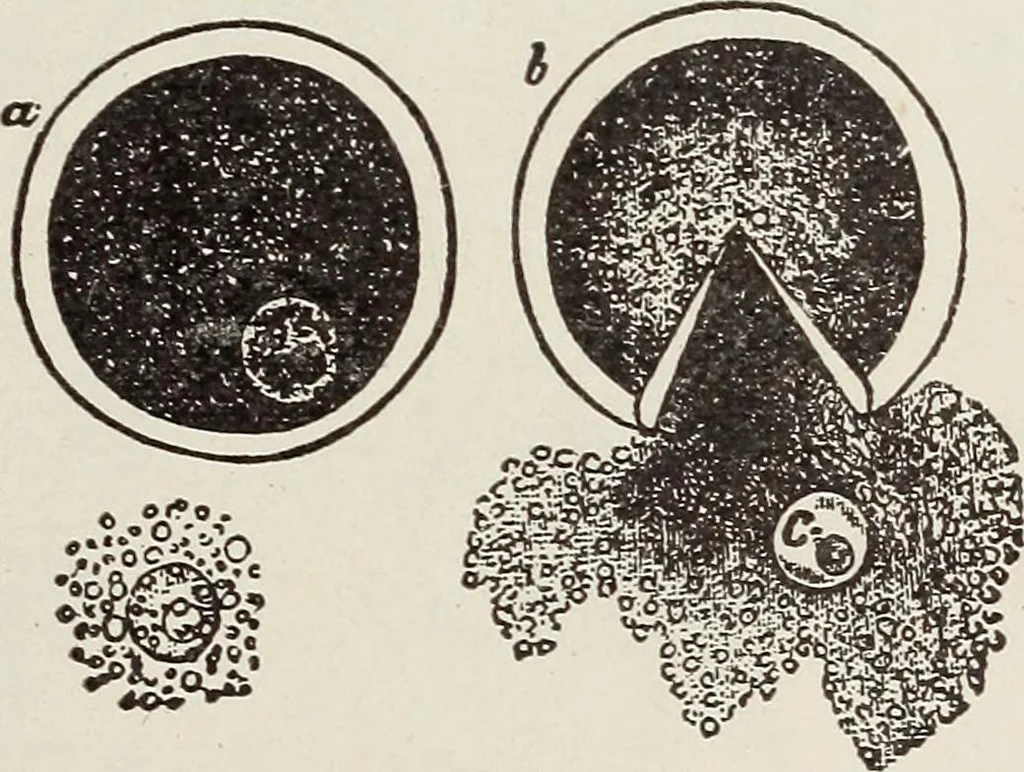 An illustration from Rosicrucian fundamentals : an exposition of the Rosicrucian synthesis of religion, science and philosophy, in fourteen complete instructions, 1920, leaf 298