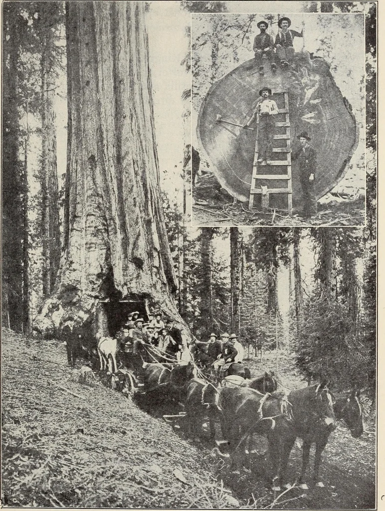An illustration from Rosicrucian fundamentals : an exposition of the Rosicrucian synthesis of religion, science and philosophy, in fourteen complete instructions, 1920, leaf 98