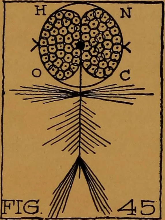 An illustration from Rosicrvcian symbology; a treatise wherein the discerning ones will find the elements of constructive symbology and certain other things, 1916, leaf 41