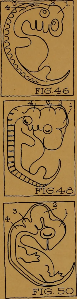 An illustration from Rosicrvcian symbology; a treatise wherein the discerning ones will find the elements of constructive symbology and certain other things, 1916, leaf 43