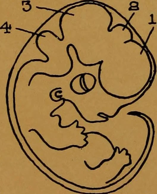 An illustration from Rosicrvcian symbology; a treatise wherein the discerning ones will find the elements of constructive symbology and certain other things, 1916, leaf 43