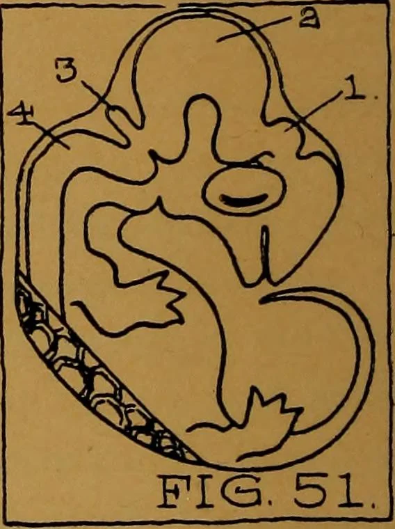 An illustration from Rosicrvcian symbology; a treatise wherein the discerning ones will find the elements of constructive symbology and certain other things, 1916, leaf 43