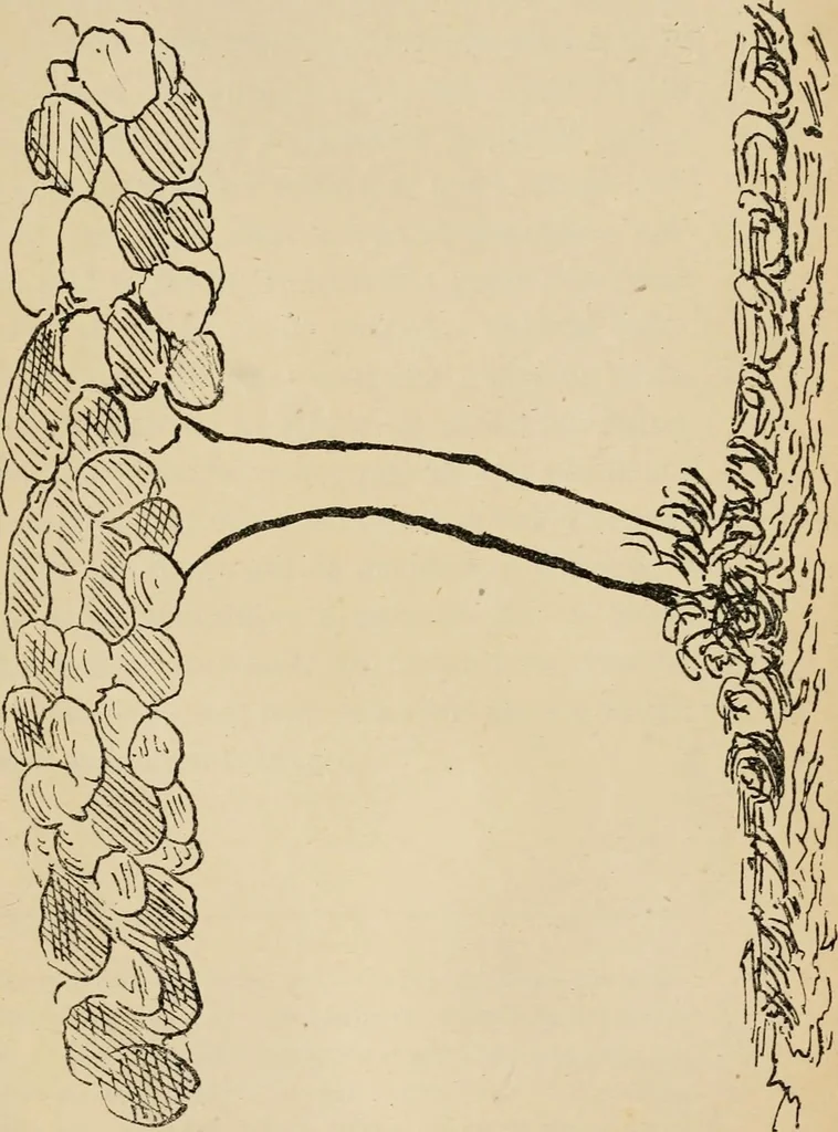 An illustration from Roteiro de Lisboa a Goa, annotado por João de Andrade Corvo, 1882, leaf 316