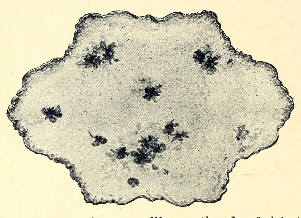An illustration from Rough notes on pottery, 1896, leaf 74
