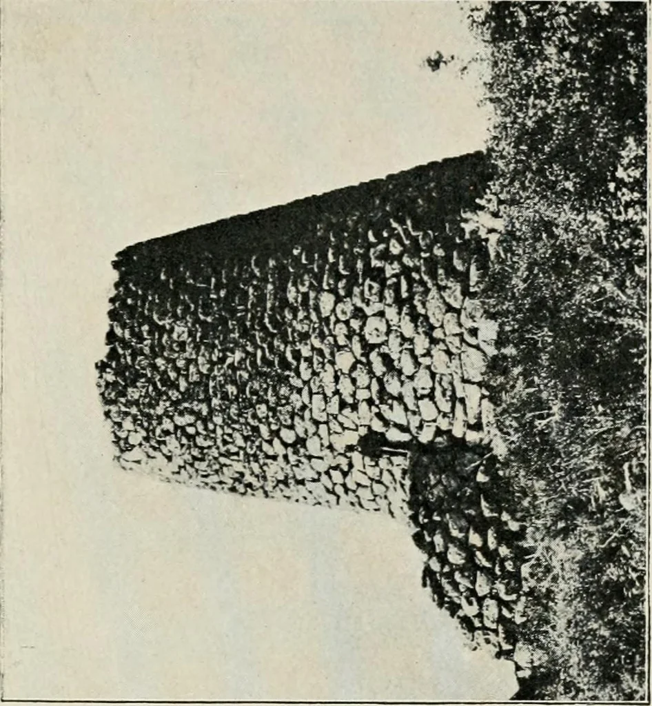 An illustration from Rough stone monuments and their builders, 1912, leaf 104