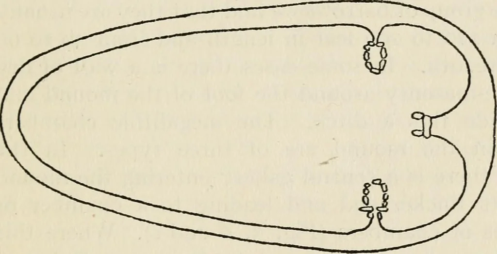 An illustration from Rough stone monuments and their builders, 1912, leaf 52