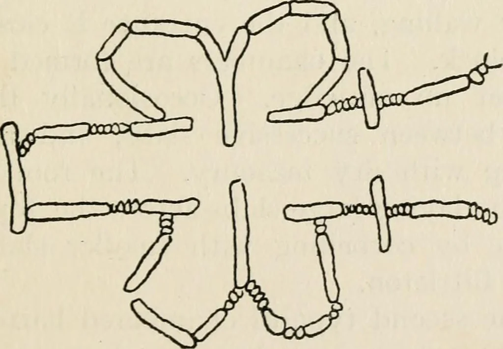 An illustration from Rough stone monuments and their builders, 1912, leaf 52
