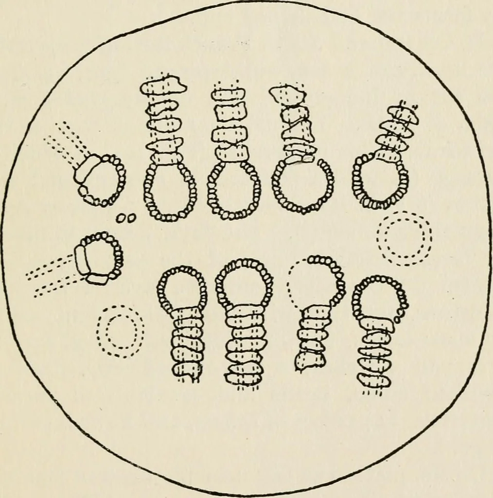 An illustration from Rough stone monuments and their builders, 1912, leaf 84