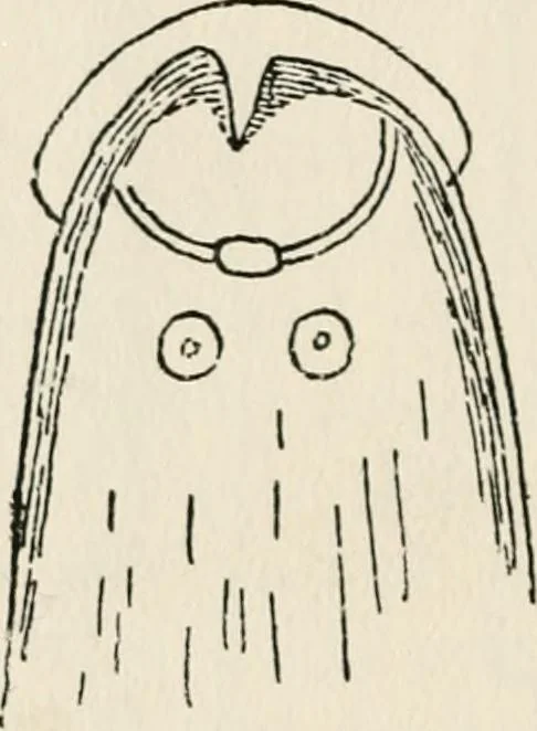 An illustration from Rough stone monuments and their builders, 1912, leaf 87