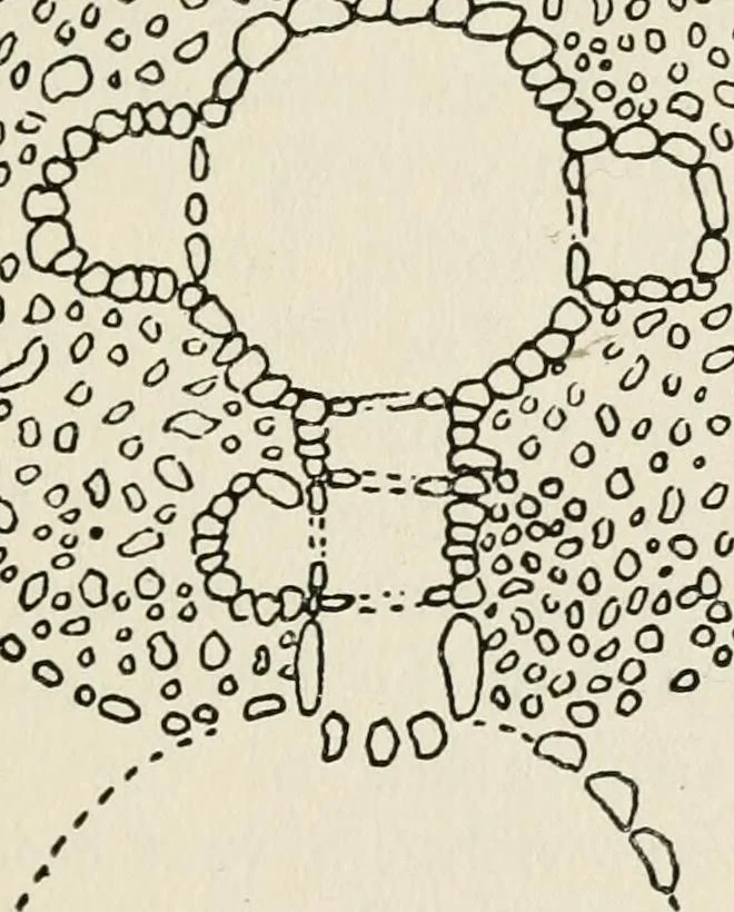 An illustration from Rough stone monuments and their builders, 1912, leaf 90
