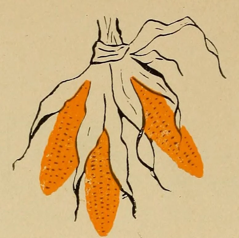 An illustration from A round of birthdays, 1897, leaf 36