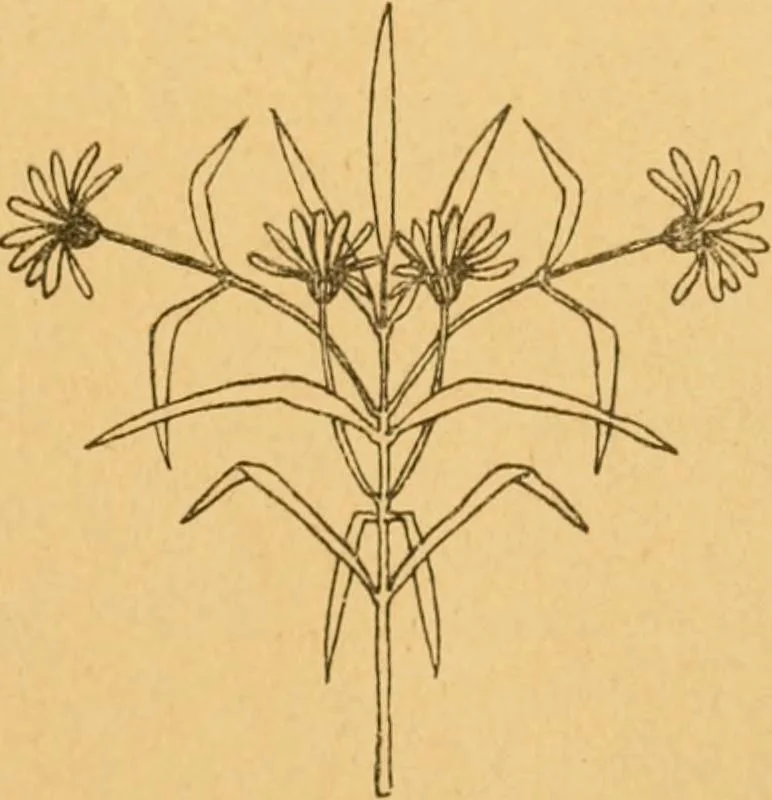 An illustration from Répertoire de couleurs pour aider à la détermination des couleurs des fleurs, des feuillages et des fruits, 1905, leaf 6