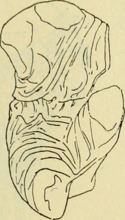 An illustration from Répertoire de la statuaire grecque et romaine, 1908, leaf 218