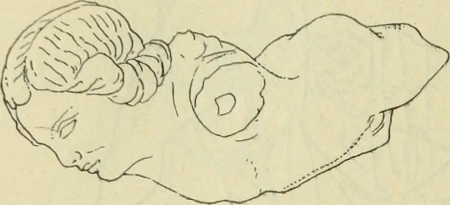 An illustration from Répertoire de la statuaire grecque et romaine, 1908, leaf 299