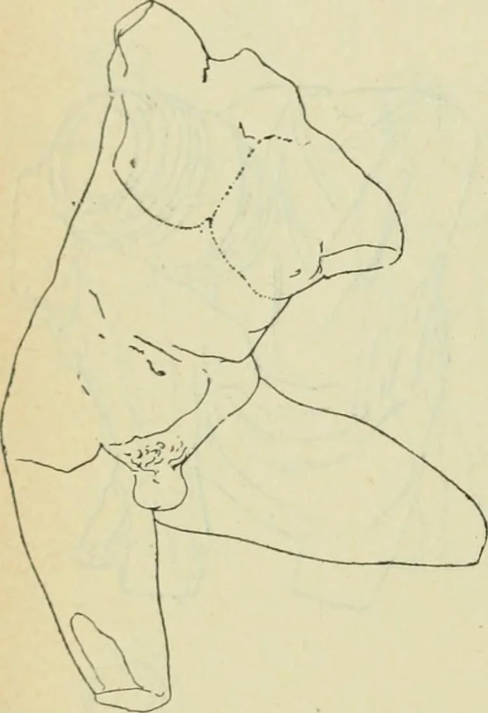 An illustration from Répertoire de la statuaire grecque et romaine, 1908, leaf 371