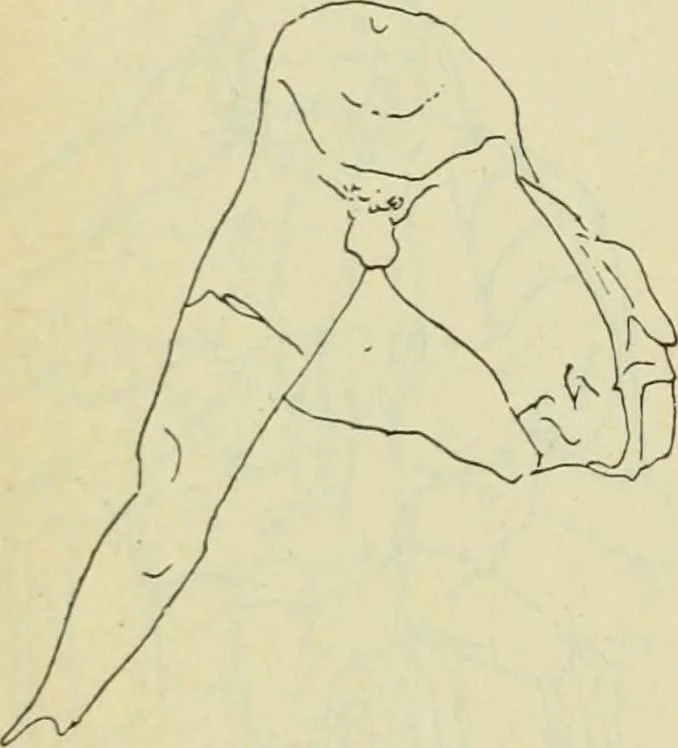 An illustration from Répertoire de la statuaire grecque et romaine, 1908, leaf 41