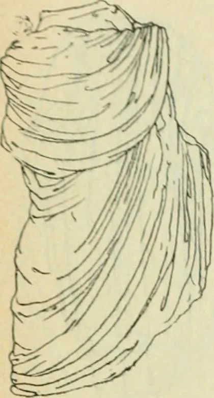 An illustration from Répertoire de la statuaire grecque et romaine, 1908, leaf 417