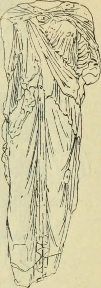 An illustration from Répertoire de la statuaire grecque et romaine, 1908, leaf 425